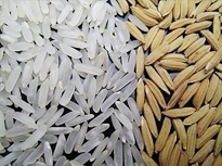 semillas arroz