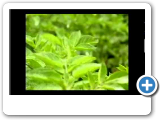 1ra parte | Consejos para la aplicacion de productos agricolas| calibracion de equipos de fumigacion